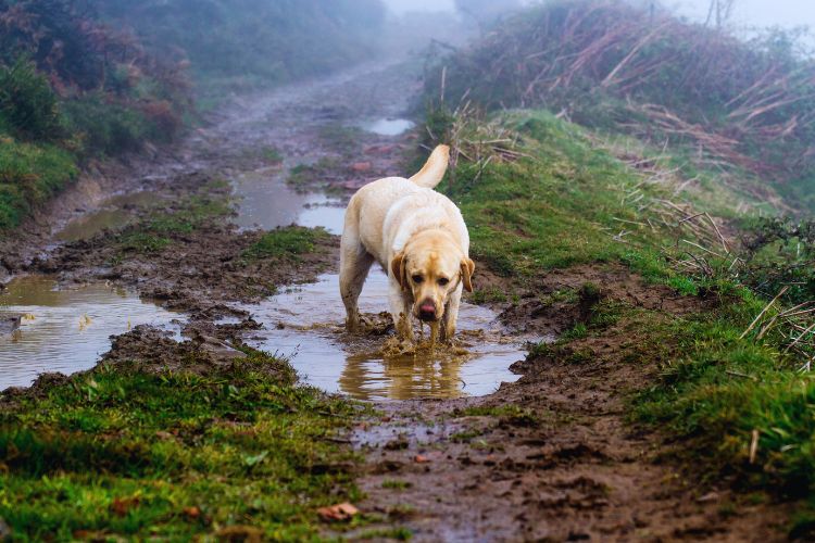 cachorro labrador bebendo agua de poça