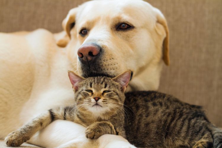 cachorro labrador com gato em casa