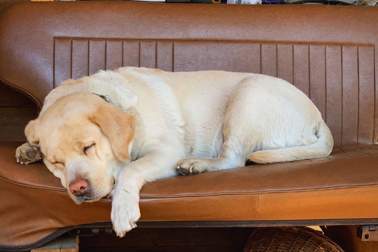 cachorro labrador dormindo no sofá marrom