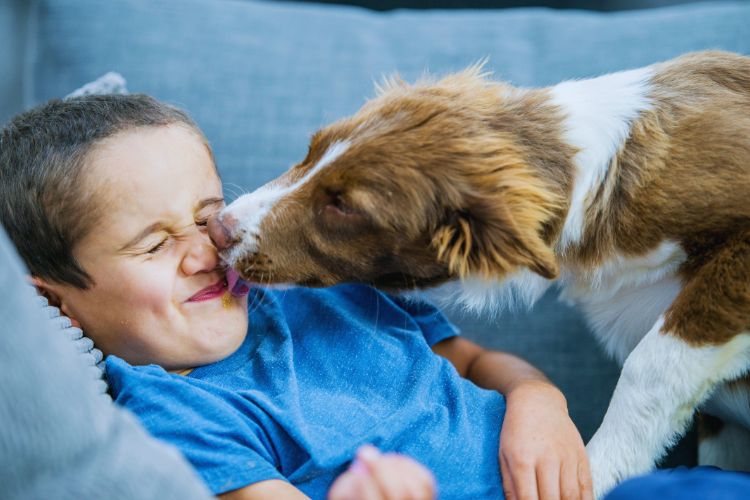 cachorro lambendo menino no sofá