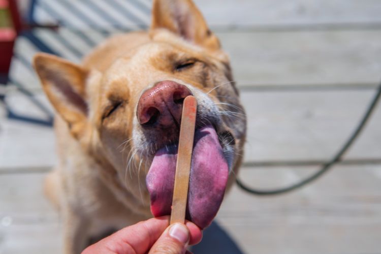 cachorro lambendo palito de sorvete