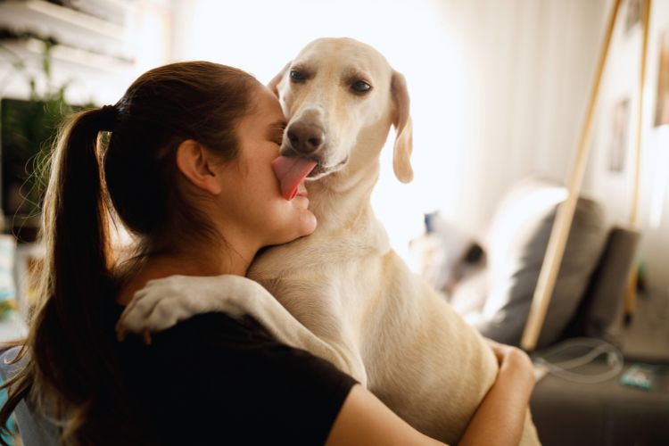 cachorro lambendo sua dono em casa