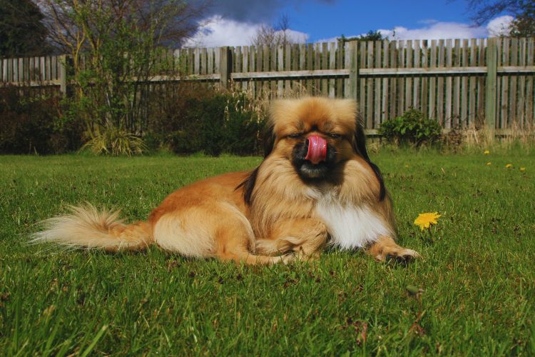 cachorro no jardim lambendo o focinho