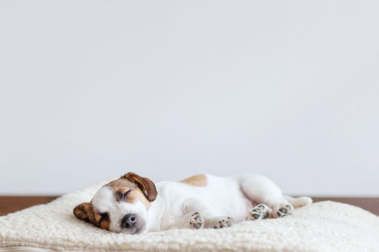 cachorro pequeno dormindo na cama