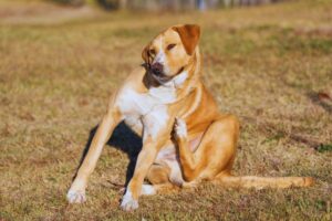 cachorro se coçando no gramado