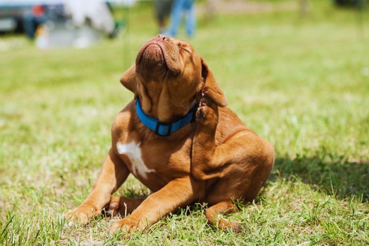 cachorro se coçando com cabeça para cima