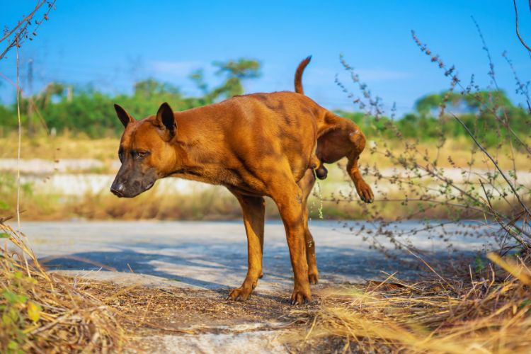 cachorro urinando no solo