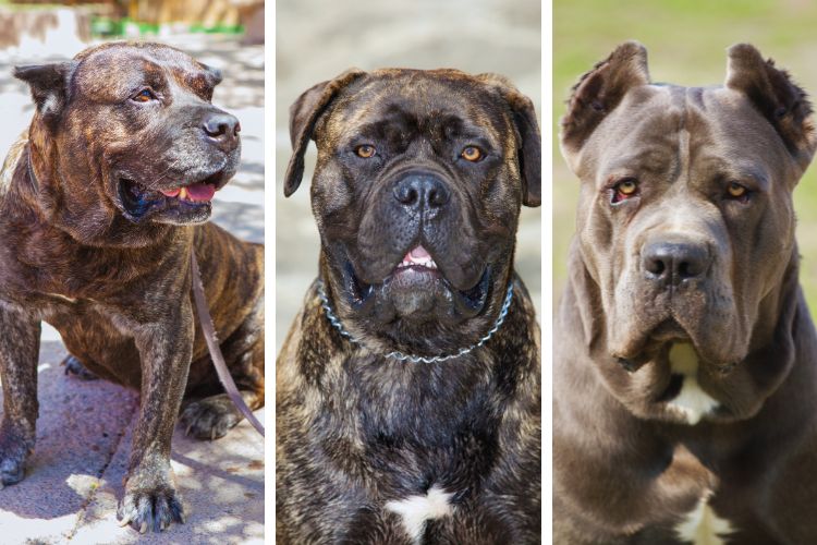 cachorros grandes em trio