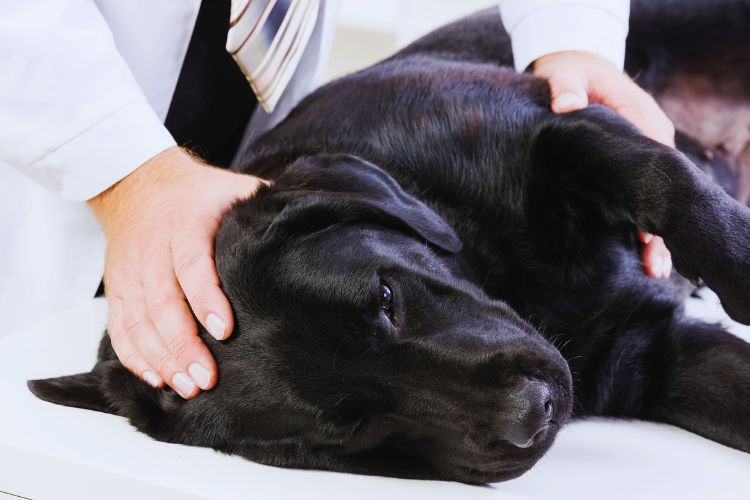 cachorro deitado na cama recebendo assistência de veterinario 