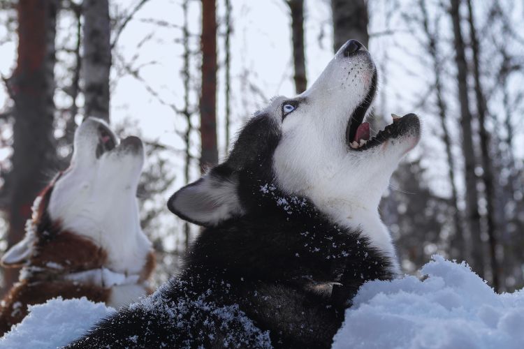 cachorros uivando na neve