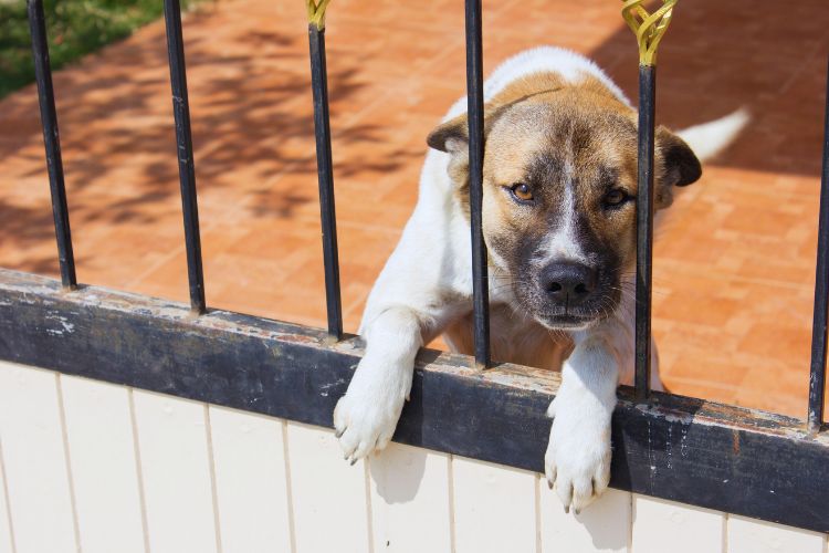 cachorro nervoso preso 