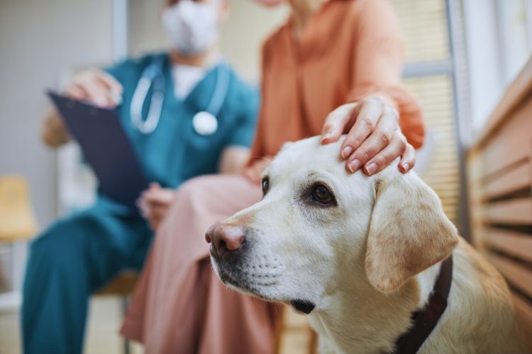 cachorro aguardando no corredor de clinica veterinária 