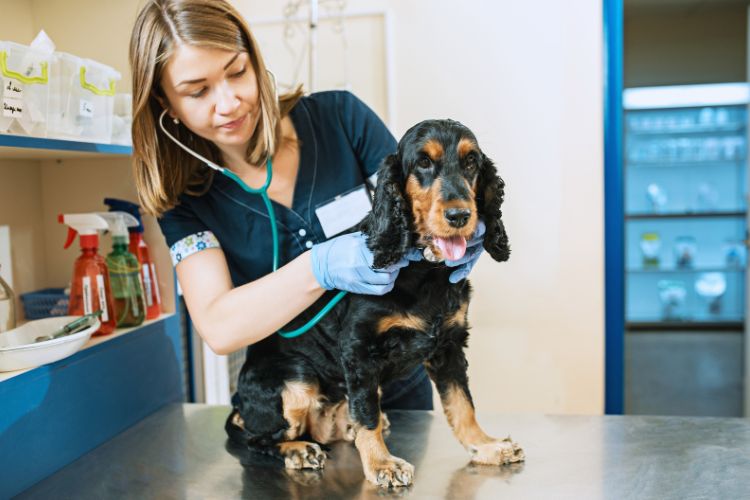 cachorro sendo tratado por veterinaria