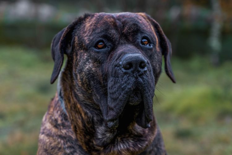 cachorro presa canário olhando para frente 