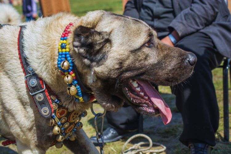 cachorro kangal com enfeites no pescoço