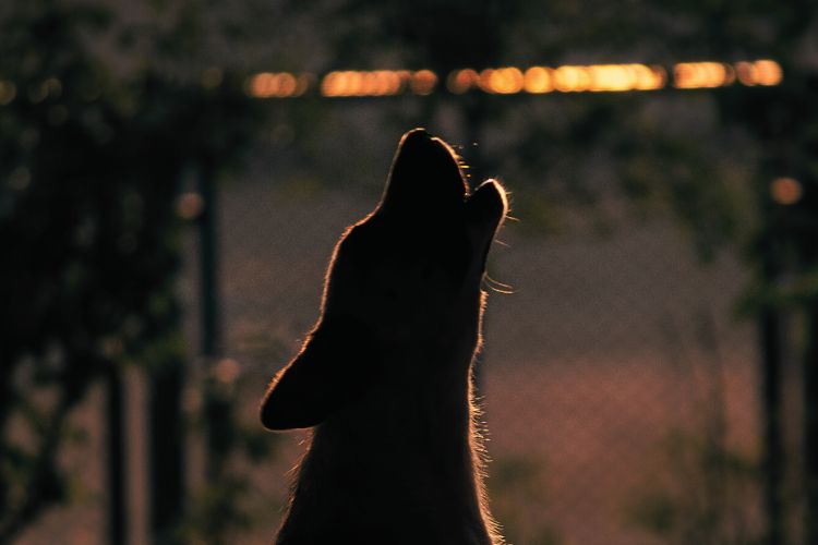 cachorro uivando a noite