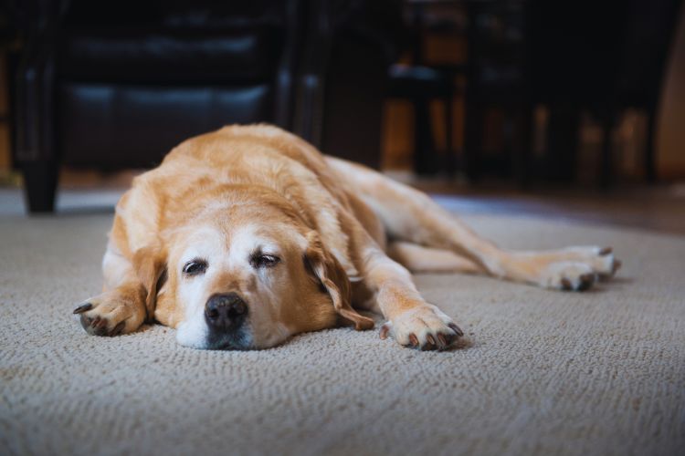 cachorro dormindo no chão da casa