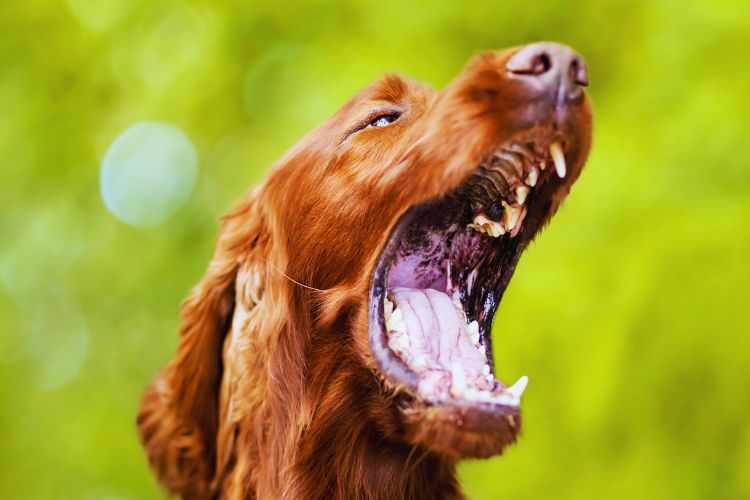 cachorro com a boca aberta no jardim