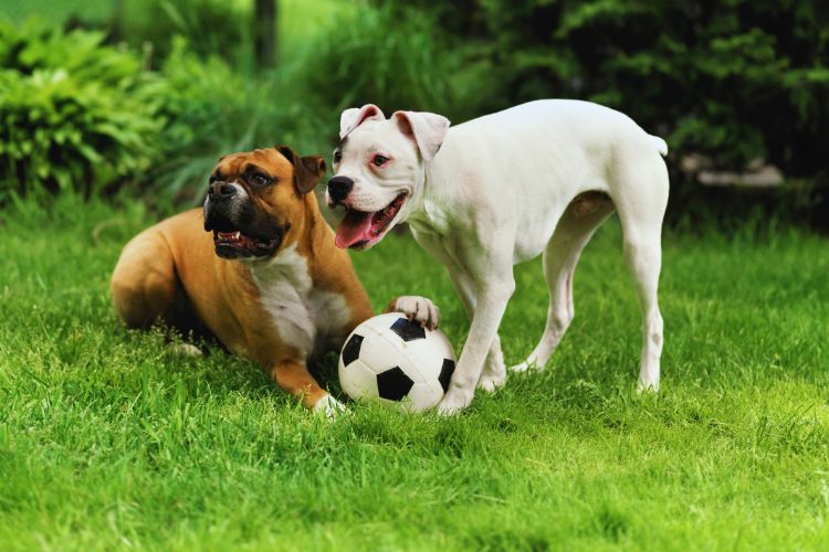 cachorros brincando com bola no jardim