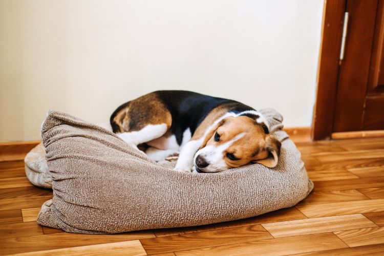 cachorro doente descansando dentro de casa