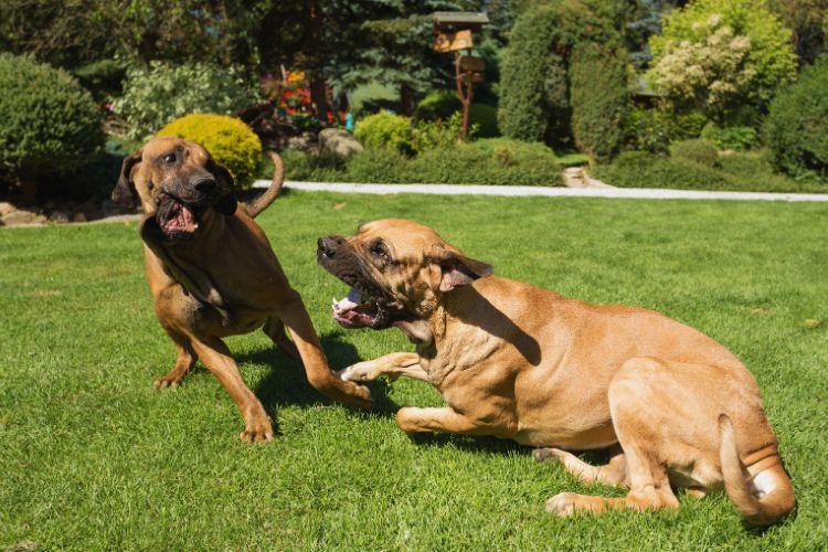 cachorros brincando no jardim