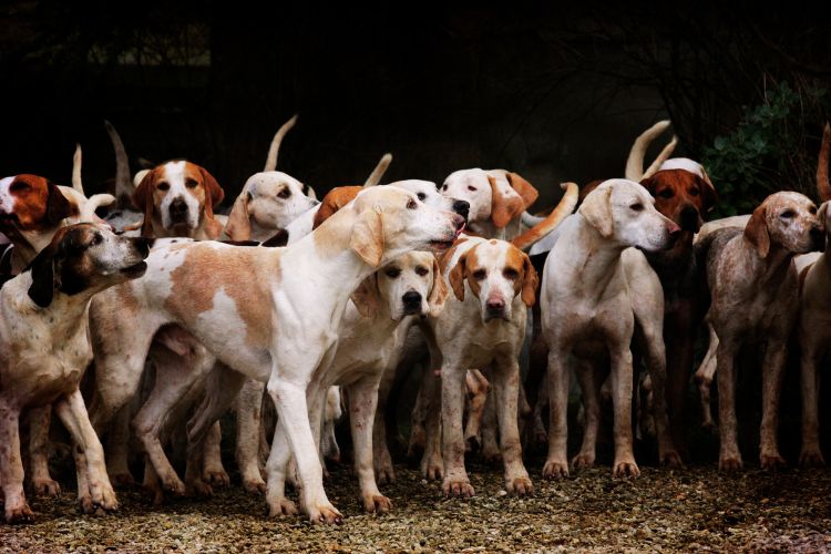 cachorros em matilha juntos 