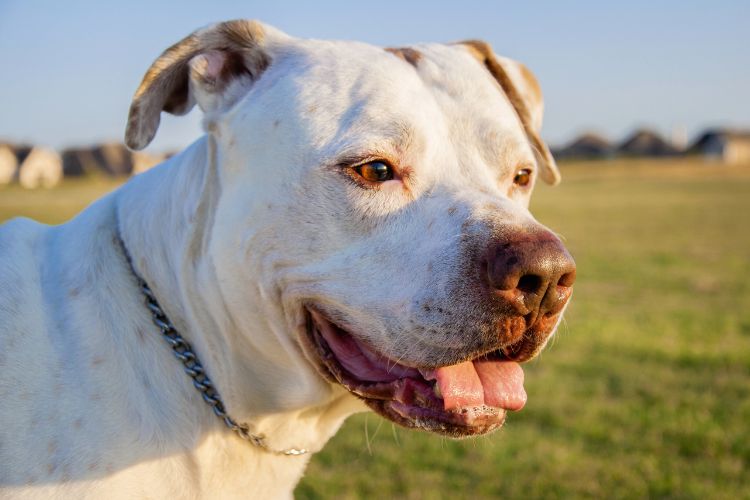 cachorro dogo argentino no gramado 