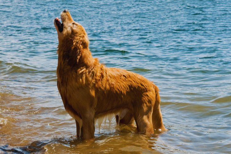 cachorro uivando no rio