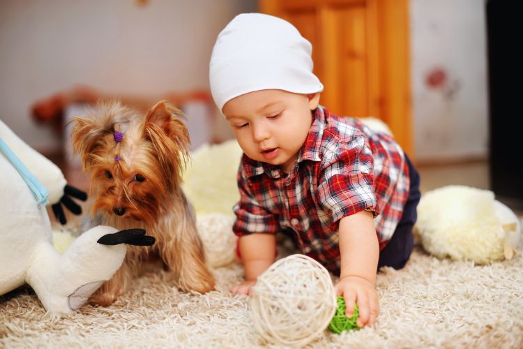 cachorro brincando com criança na sala