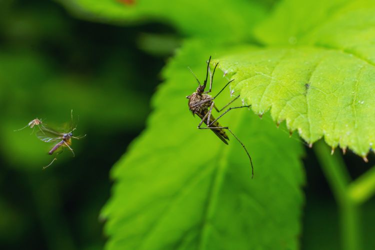 mosquiro debaixo de bolha verde