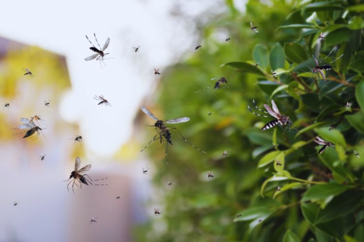 mosquitos voando no jardim