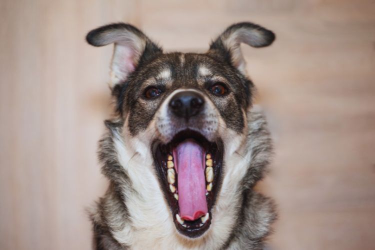 cachorro com a boca aberta em casa 