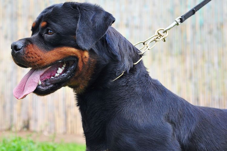 cachorro rottweiler com coleira no quintal 