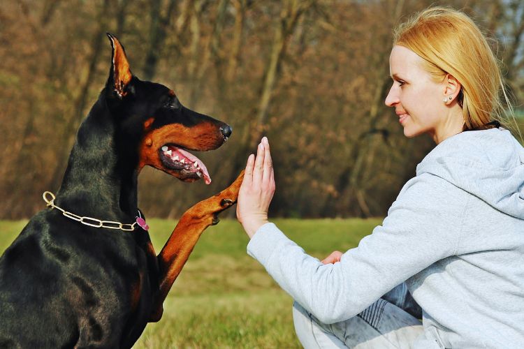 cachorro Dobermann brincando com mulher