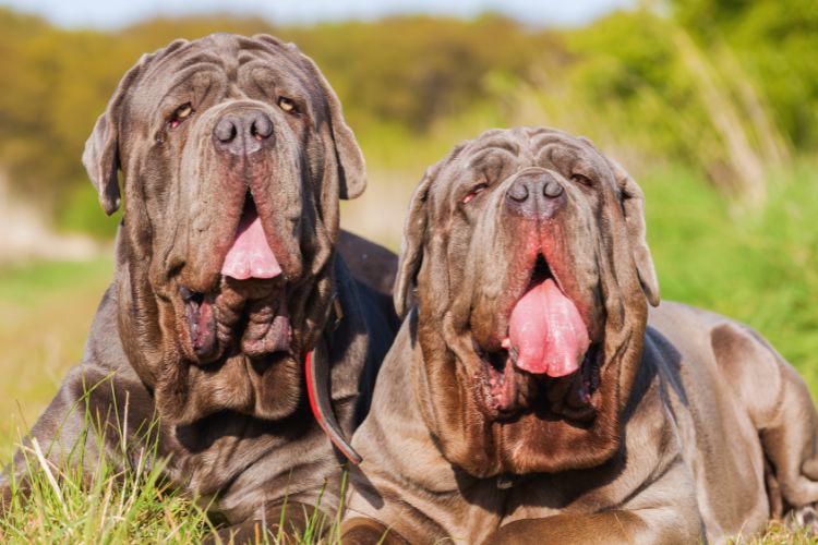 cachorro mastim napolitano em dupla 