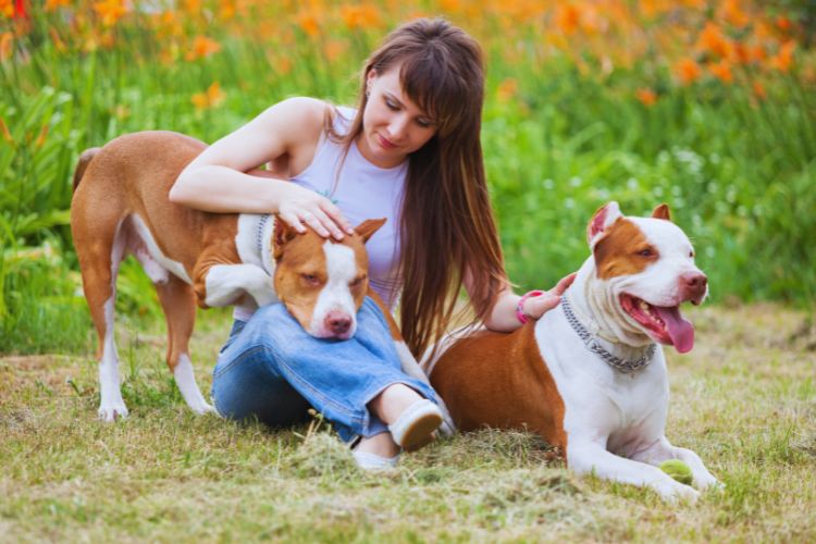 cachorros pit bulls em dupla com mulher 