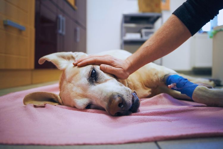 cachorro deitado doente