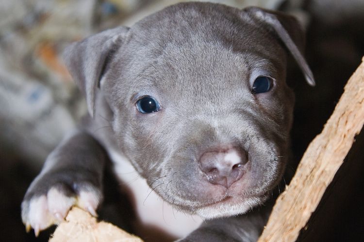 cachorro filhote de olhos cinzas 