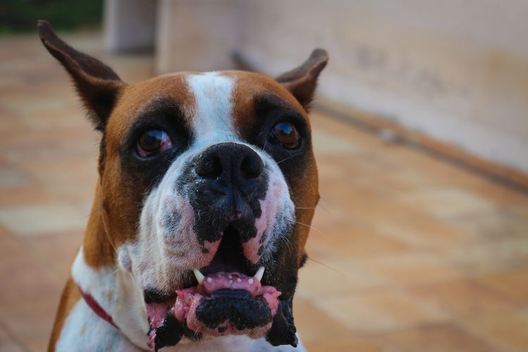 cachorro boxer olhando para frente 