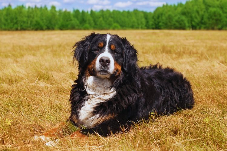 cachorro deitado no campo