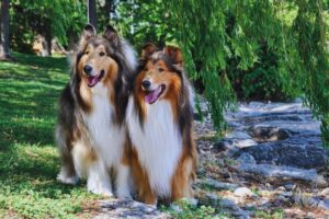 cachorros em dupla debaixo da árvore