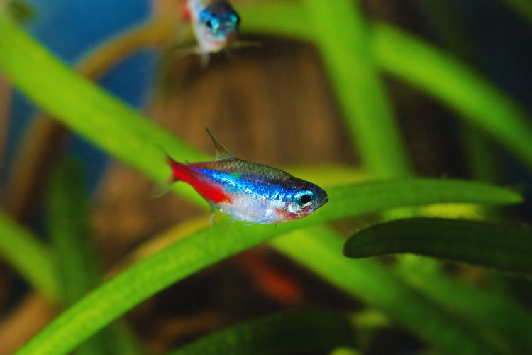 peixe tetra neon em dupla entre as plantas