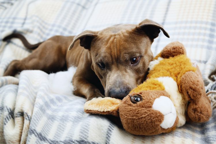 cachorro com seu brinquedo na cama