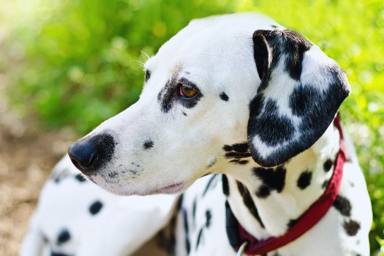 cachorro dalmata descansando no jardim