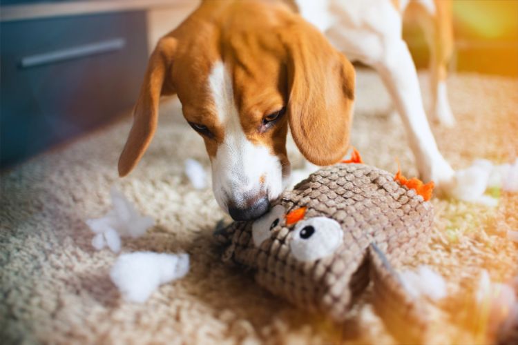 cachorro brincando com brinquedo no chão 