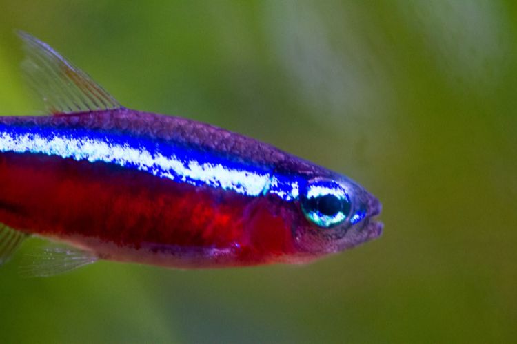 peixe tetra neon nadando