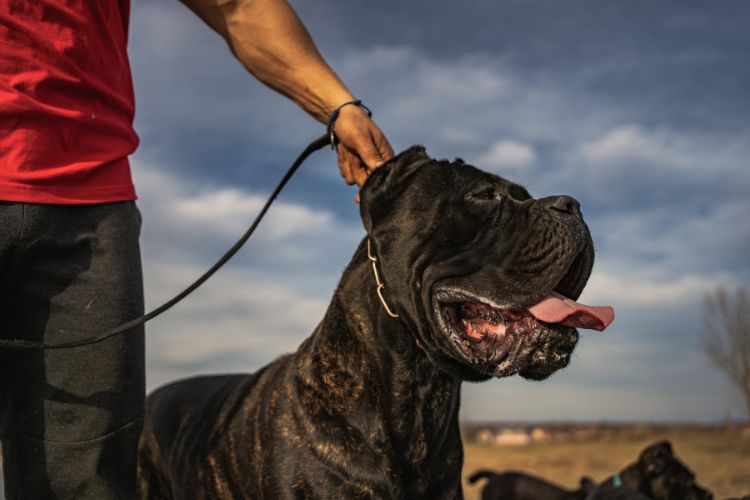  cachorro cane corso na coleira com dono