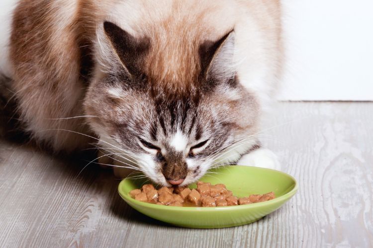 gato comendo ração