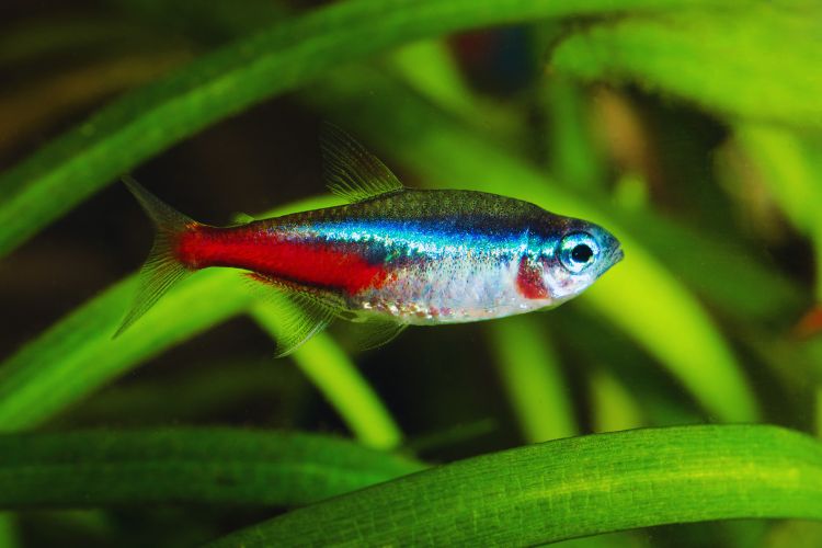 peixe tetra neon entre as plantas 