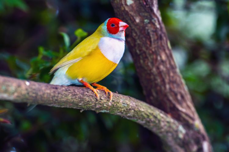 passaro diamante gould de cabeça vermelha